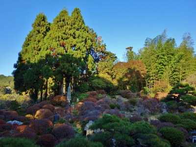 小堀遠州の紅葉