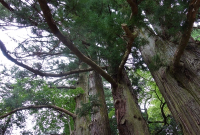 日本一の観音大杉。