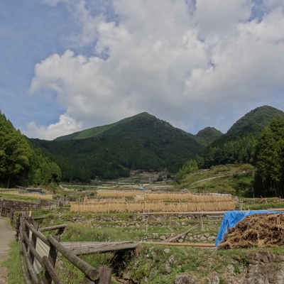 四谷の千枚田
