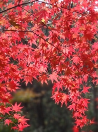 浜北森林公園