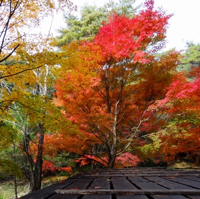 浜北森林公園