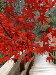 浜北森林公園