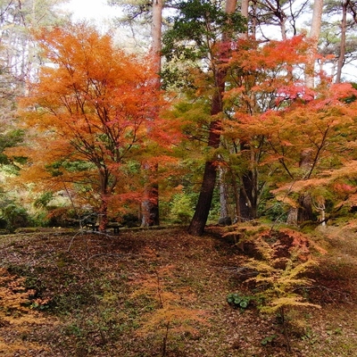 浜北森林公園
