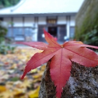 大洞院紅葉