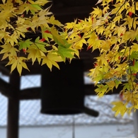 大洞院紅葉