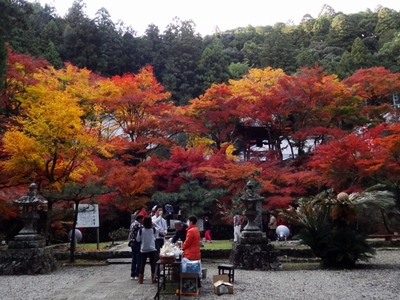 大洞院紅葉