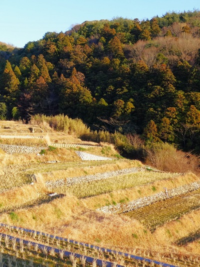 久留米木棚田