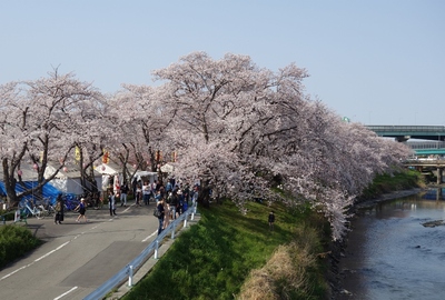 清洲城サクラ