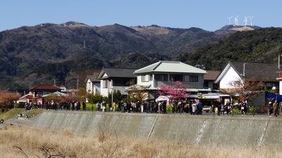 河津さくら