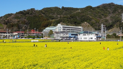 日野(ひんの)菜の花畑