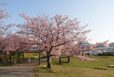 浜名湖ＳＡ桜2017