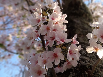 浜名湖ＳＡ桜2017