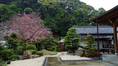 本興寺の桜