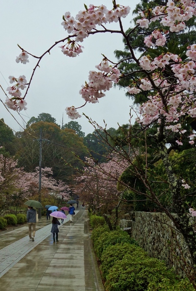 本興寺の桜