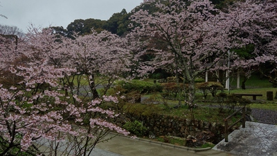 本興寺の桜