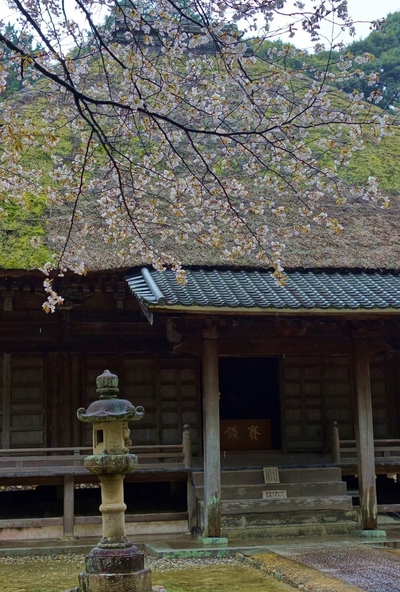 本興寺の桜