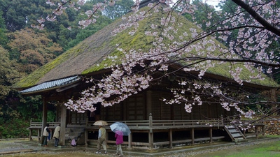本興寺の桜