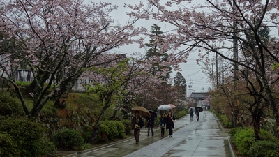 本興寺の桜