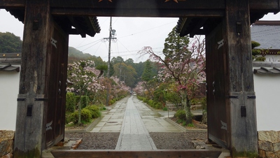 本興寺の桜
