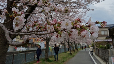 長坂桜堤2017