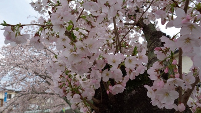 長坂桜堤2017