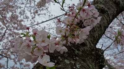 長坂桜堤2017