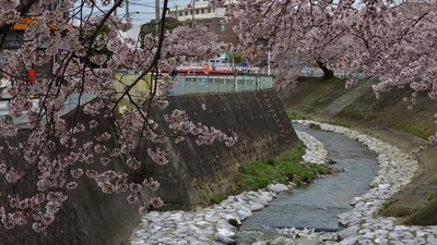 長坂桜堤2017