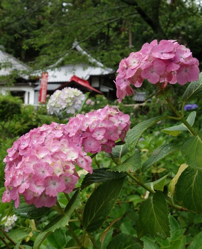 極楽寺あじさい