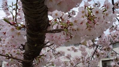 長坂桜堤2017