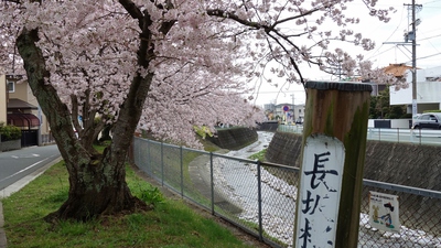長坂桜堤2017