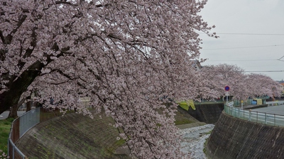 長坂桜堤2017