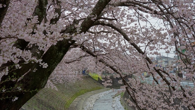 長坂桜堤2017