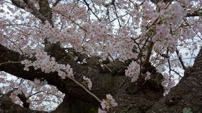 長坂桜堤2017