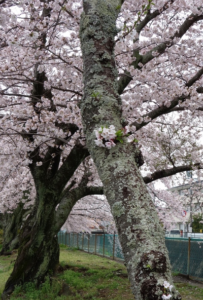 長坂桜堤2017