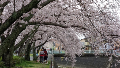 長坂桜堤2017