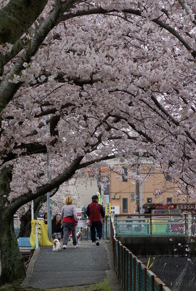長坂桜堤2017