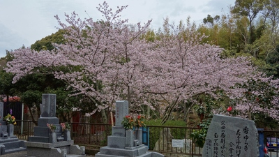 洞雲寺桜2017