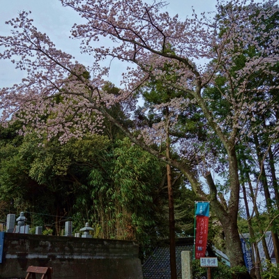 洞雲寺桜2017