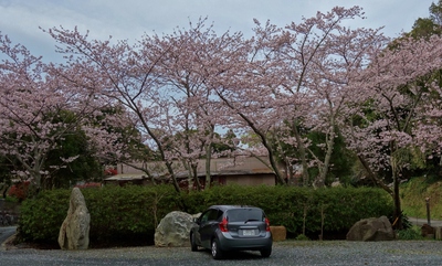 洞雲寺桜2017