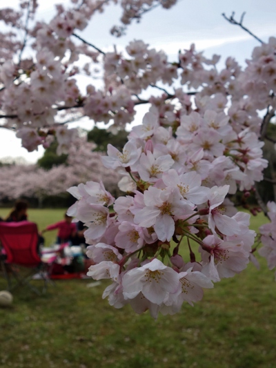 伊佐地緑地桜2017