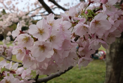 伊佐地緑地桜2017