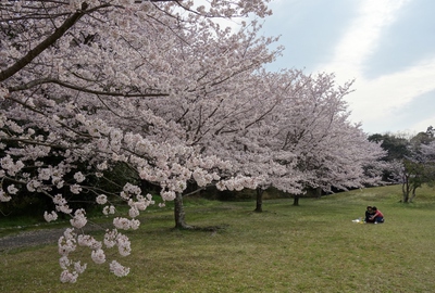 伊佐地緑地桜2017
