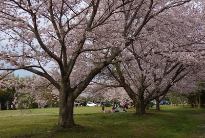 伊佐地緑地桜2017