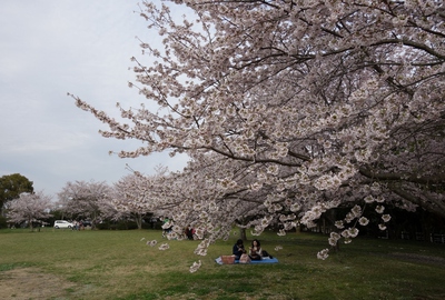 伊佐地緑地桜2017