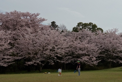 伊佐地緑地桜2017