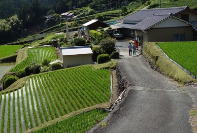 大栗安の棚田