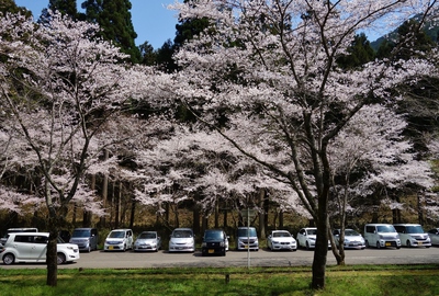 寺尾ケ原千本桜2017