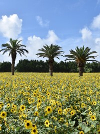 伊良湖ひまわり畑