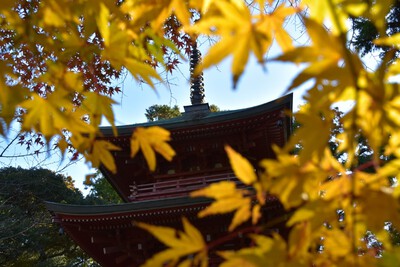 2024紅葉リベンジ『油山寺』