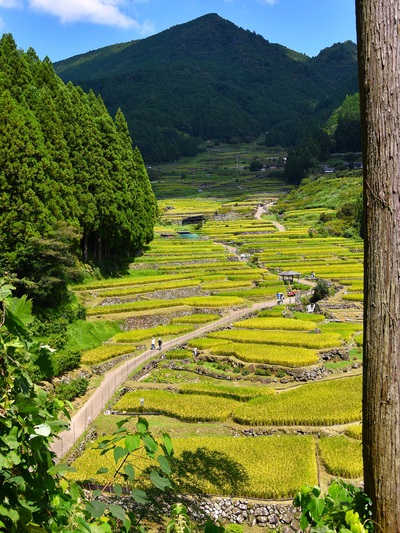 晴天の千枚棚田